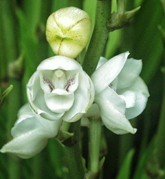 flor-del-espiritu-santo orquidea panama periferia-elata cover