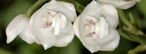 flor-del-espiritu-santo orquidea panama periferia-elata cover2