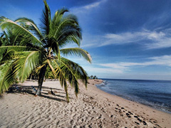 Limón